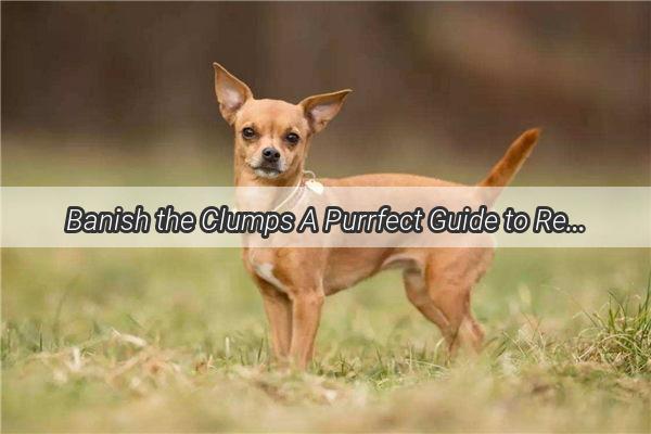 Banish the Clumps A Purrfect Guide to Removing Hairballs from Your Dogs Ears